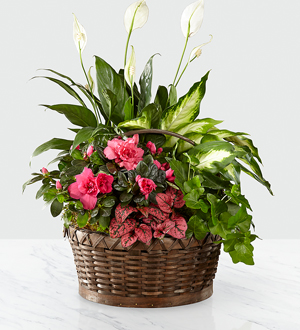 The FTD® Dream in Pink™ Dishgarden Flower Bouquet