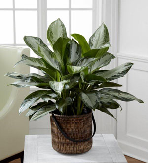 The FTD® Chinese Evergreen Flower Bouquet
