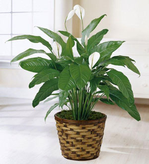 The FTD® Spathiphyllum Flower Bouquet