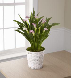 The FTD® Calla Lily Planter Flower Bouquet