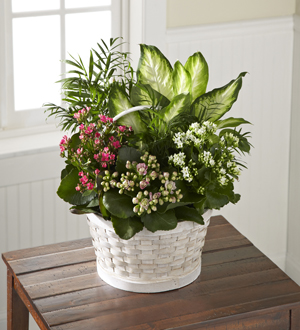 The FTD® Rural Beauty™ Dishgarden Flower Bouquet