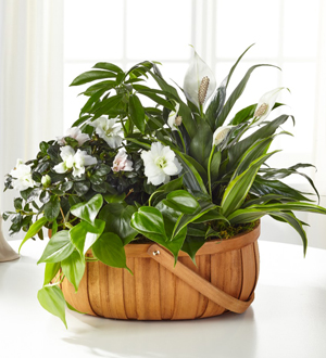The FTD® Serene™ Dishgarden Flower Bouquet