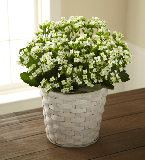 The FTD® White Kalanchoe Flower Bouquet