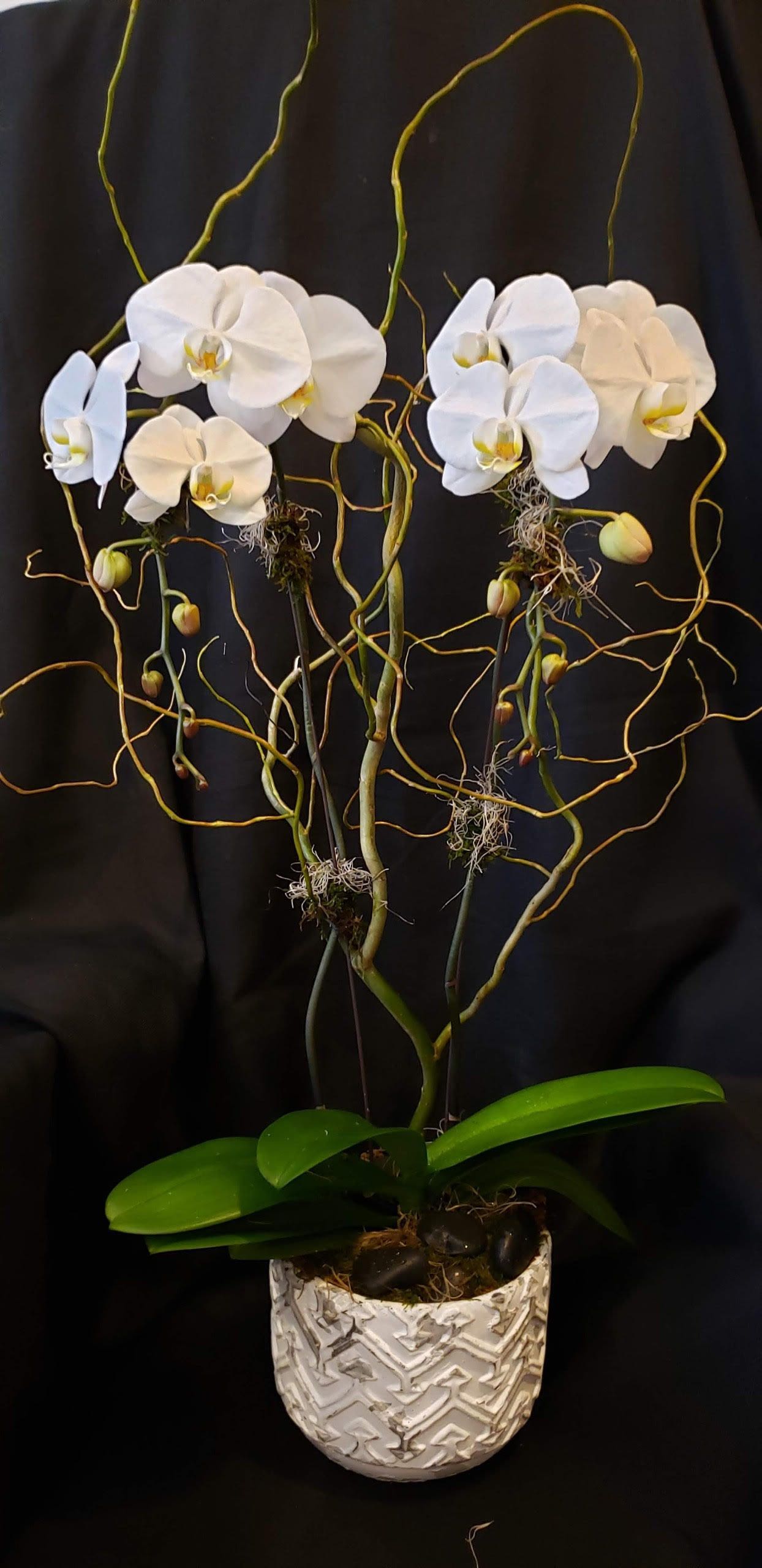 Single Double Stem Orchid