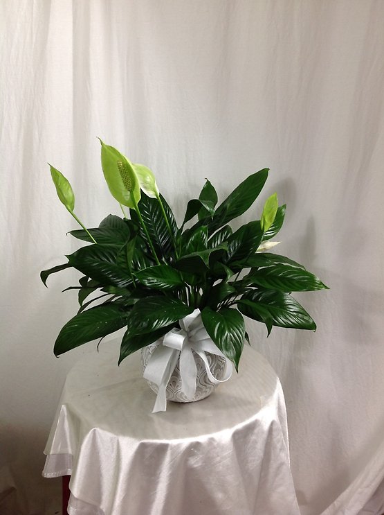 Peace Lily Plant in Pottery