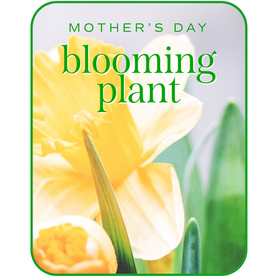 Mother's Day Blooming Plant Flower Bouquet