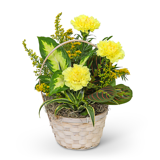 Dish Garden with Yellow Florals