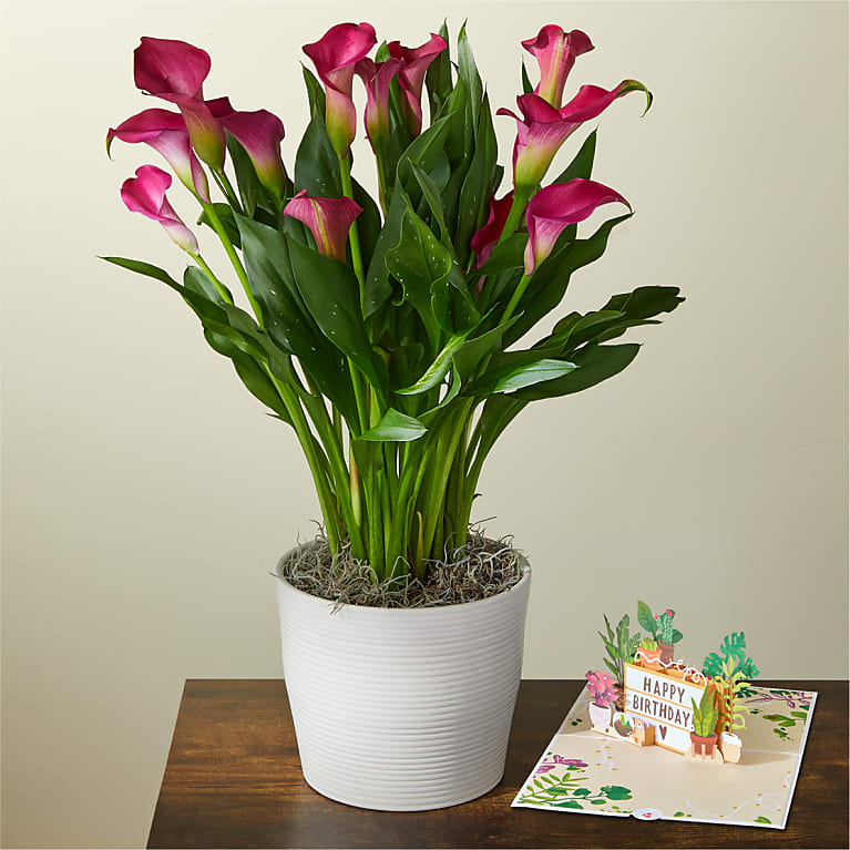 Pink Calla Lily Plant & Happy Birthday Lovepop® Pop-Up Card