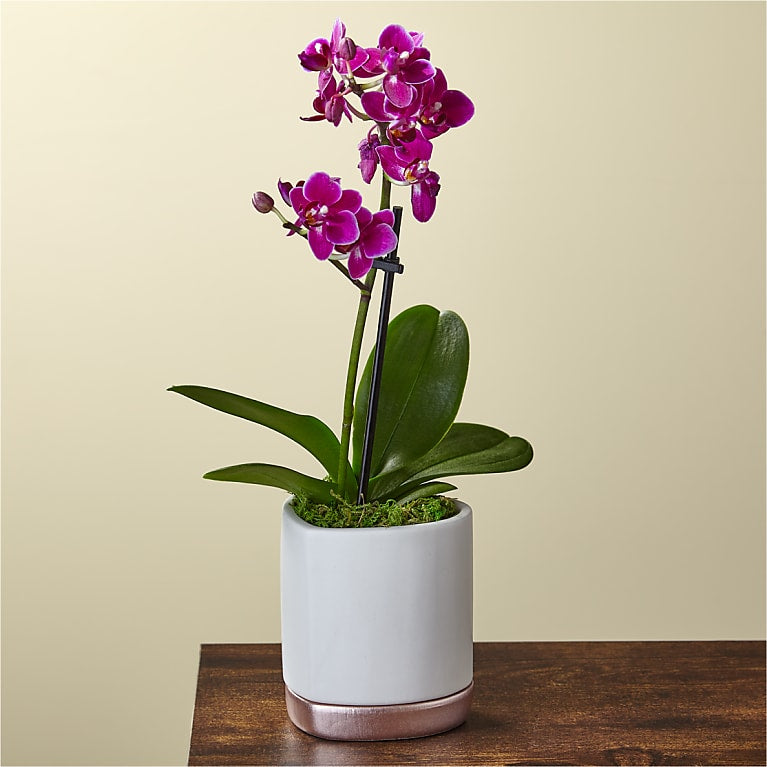 Petite Purple Orchid Flower Bouquet