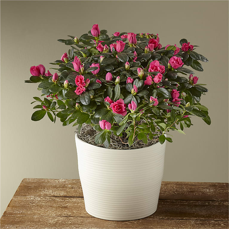 Pink Azalea Plant Flower Bouquet