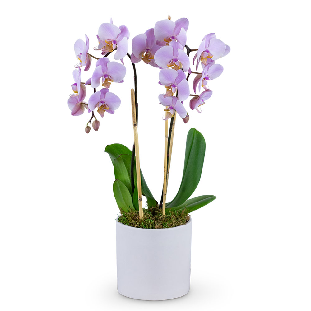 Phalaenopsis Orchid Flower Bouquet