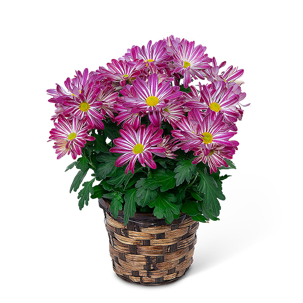 Purple Daisy Chrysanthemum Plant Flower Bouquet
