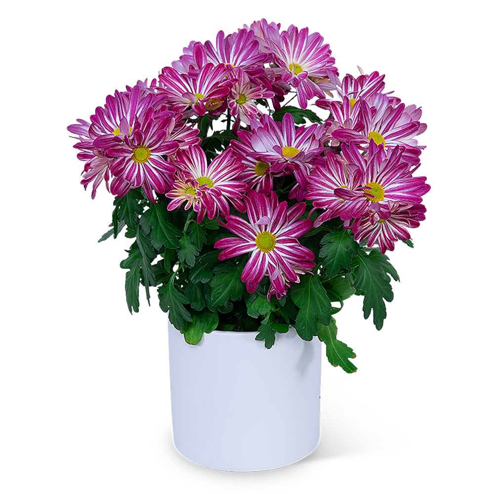 Purple Daisy Chrysanthemum Plant Flower Bouquet