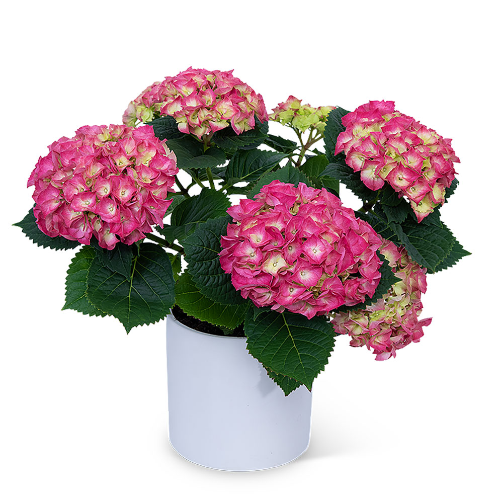 Pink Hydrangea Plant Flower Bouquet
