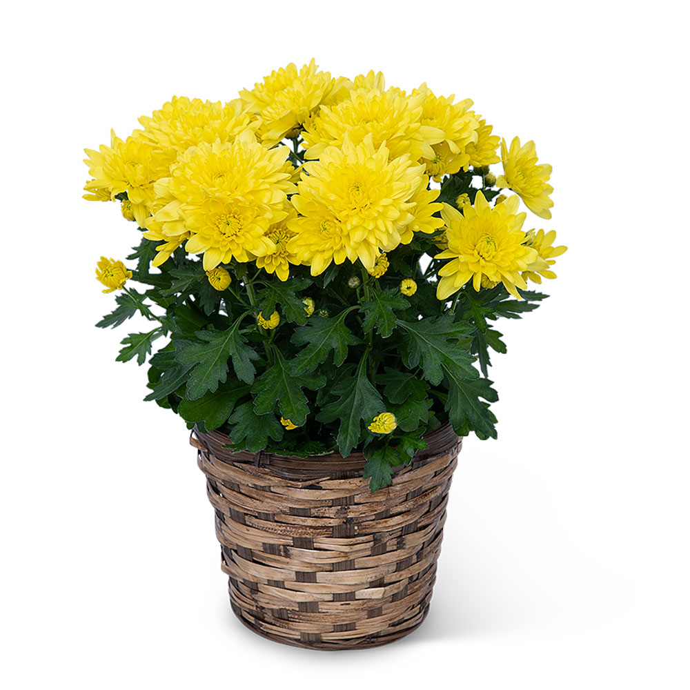 Yellow Chrysanthemum Plant Flower Bouquet