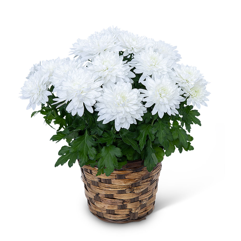 White Chrysanthemum Plant