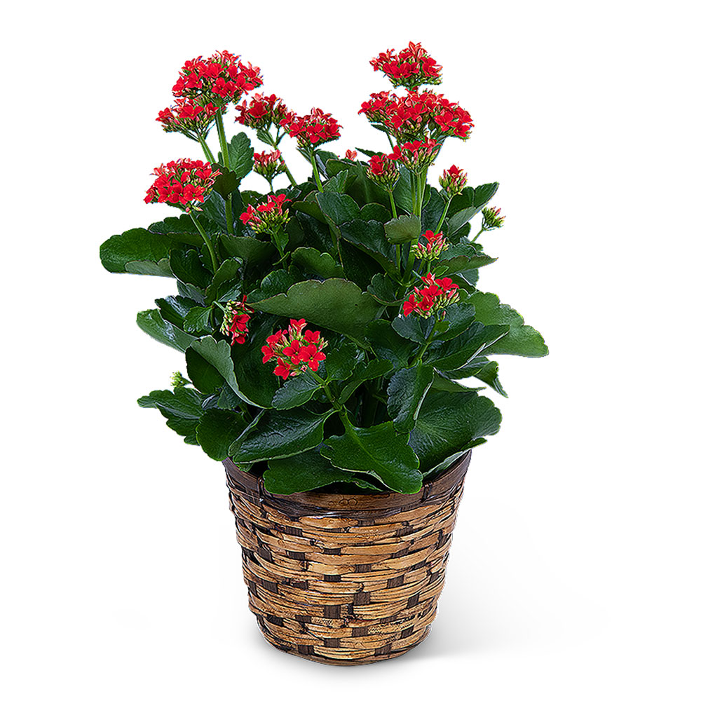 Red Kalanchoe Plant Flower Bouquet