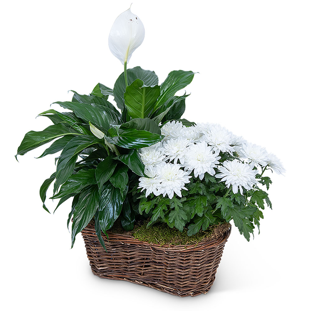 Peace Lily with White Mum Plant
