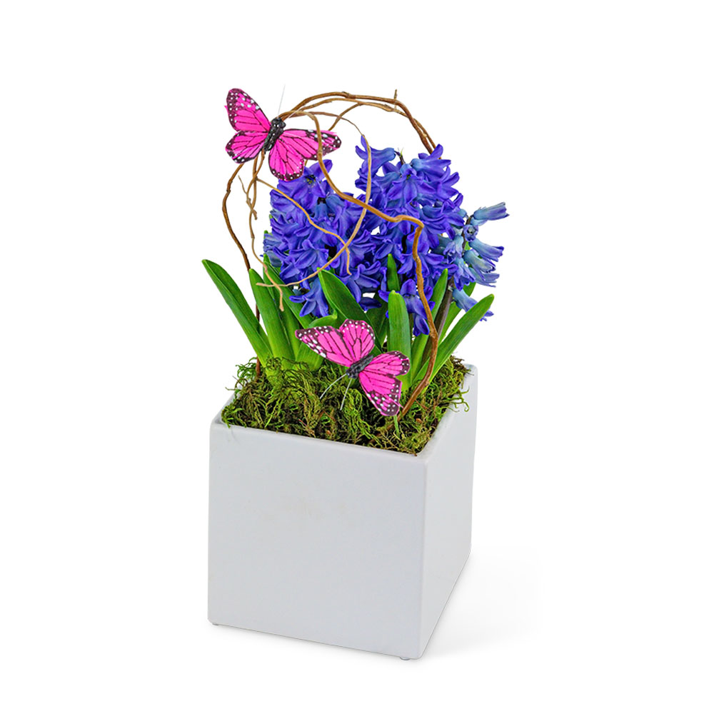 Hyacinth Plant Flower Bouquet