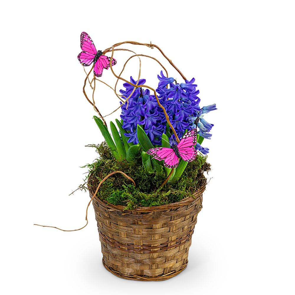 Hyacinth Plant in Basket Flower Bouquet