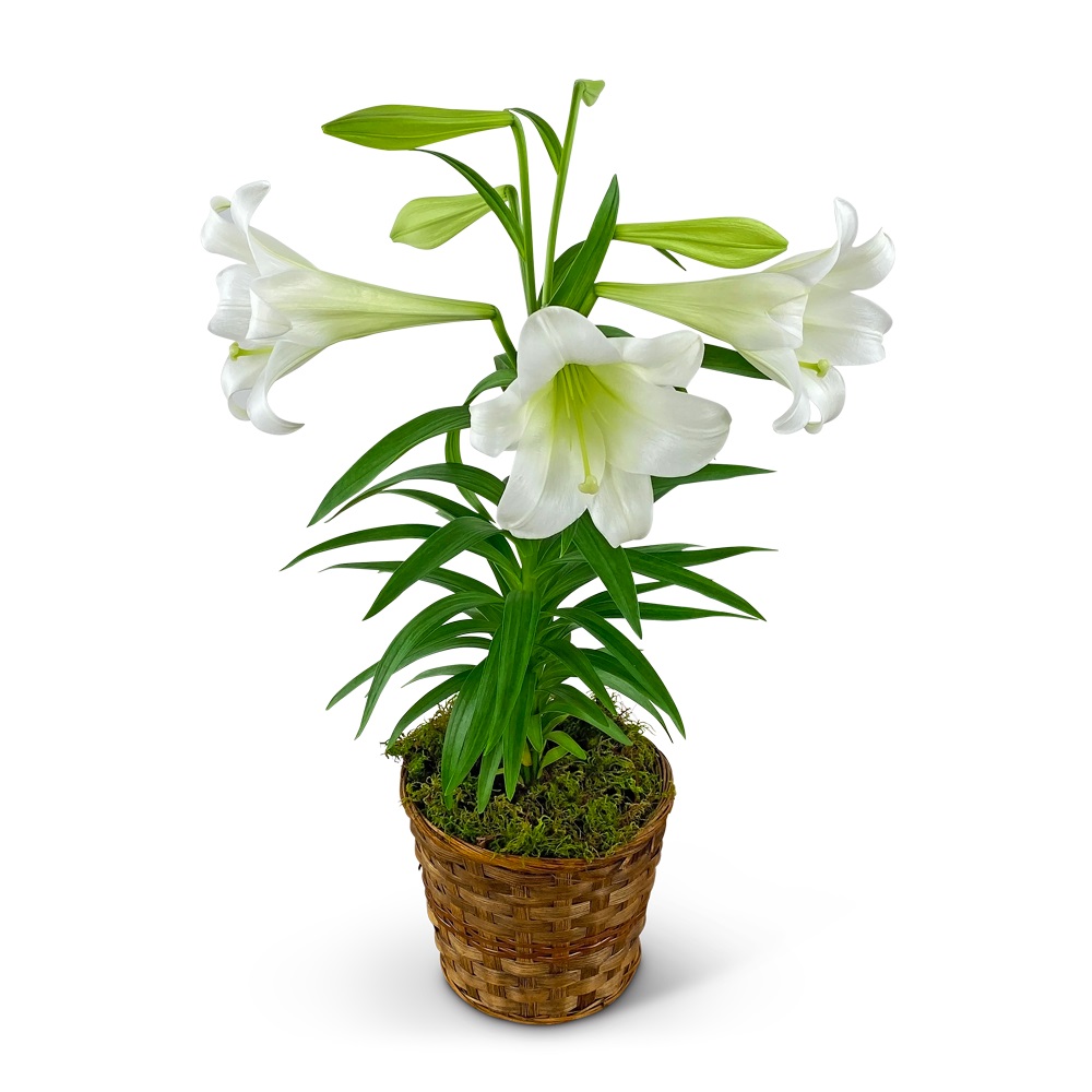 Easter Lily Plant in Basket Flower Bouquet