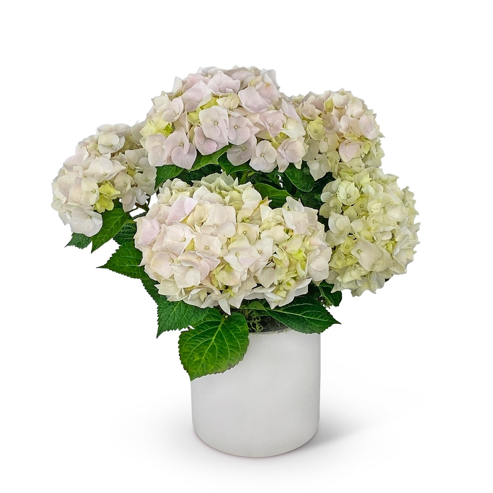 Blush Hydrangea Plant Flower Bouquet