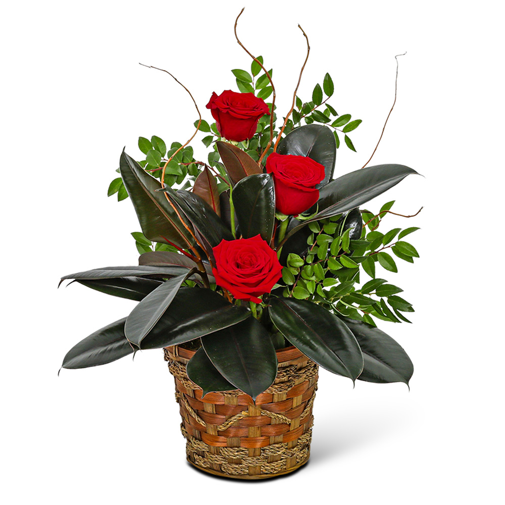 Rubber Tree Plant with Red Roses Flower Bouquet
