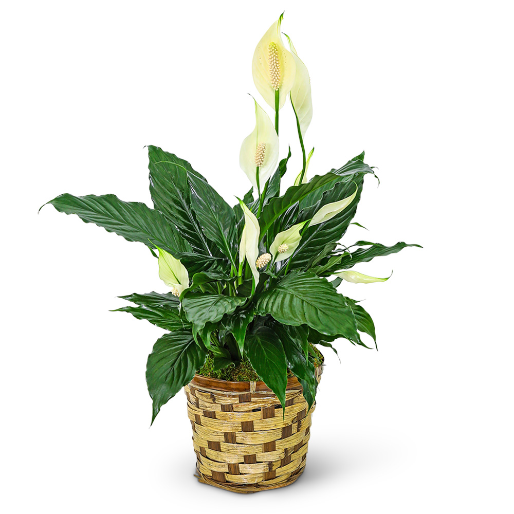 Tranquility Peace Lily Plant Flower Bouquet
