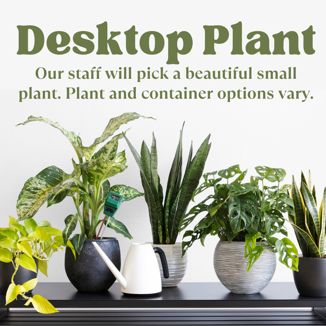 Desktop Plant