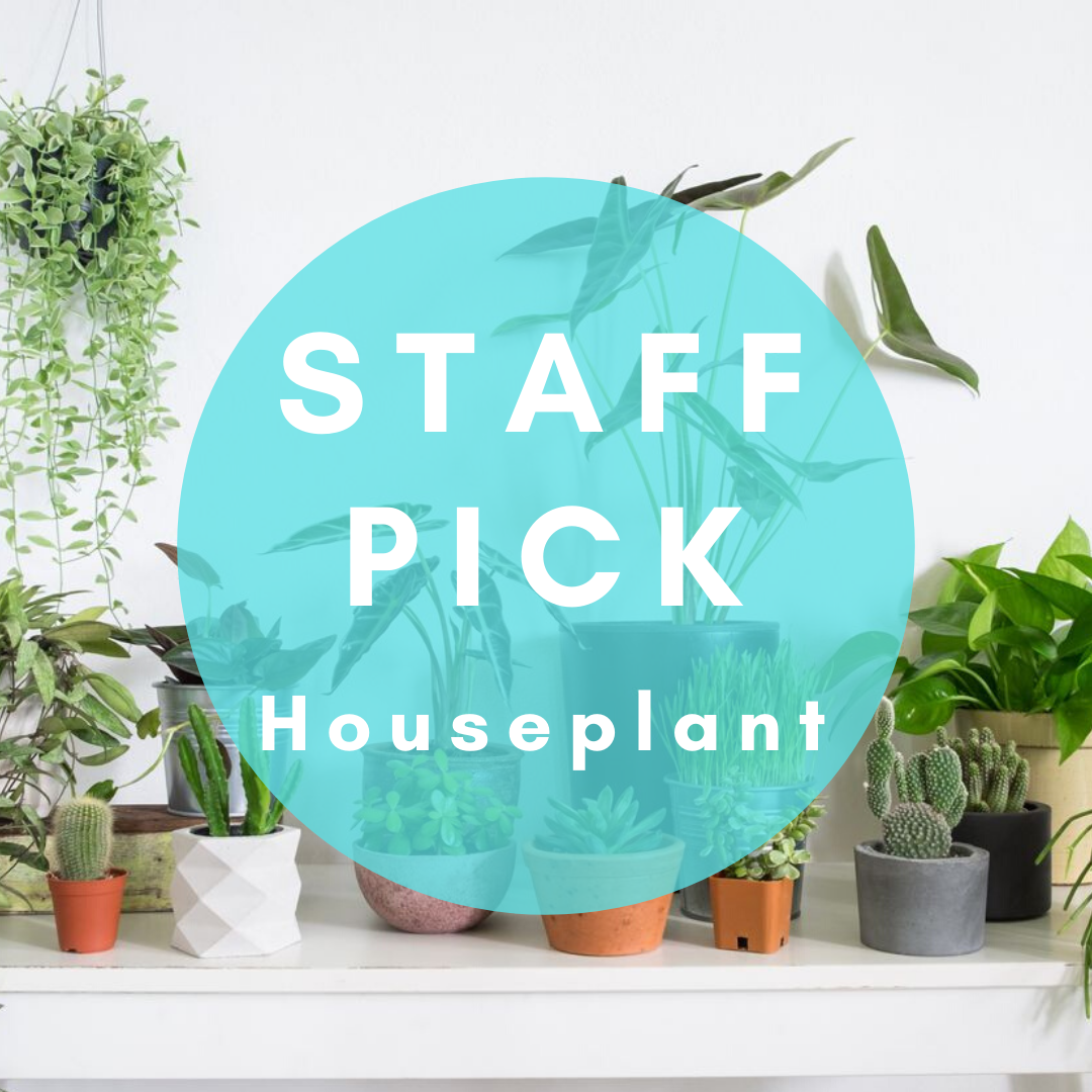 House Plant Medium