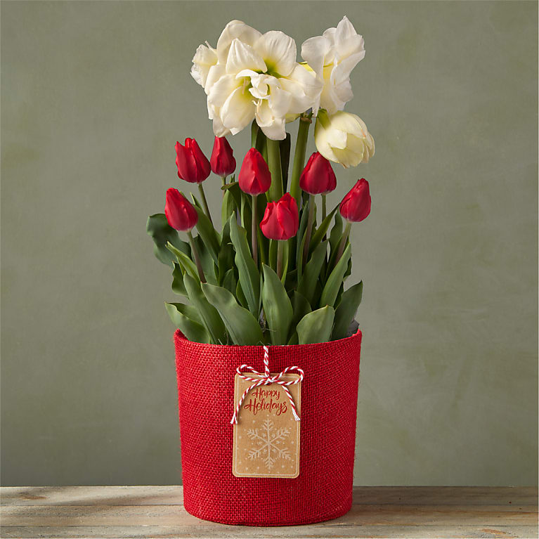 Happy Holidays Amaryllis & Tulip Bulb Garden Flower Bouquet