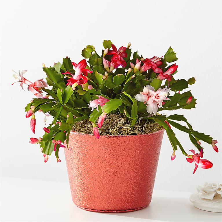 Red & White Christmas Cactus Flower Bouquet