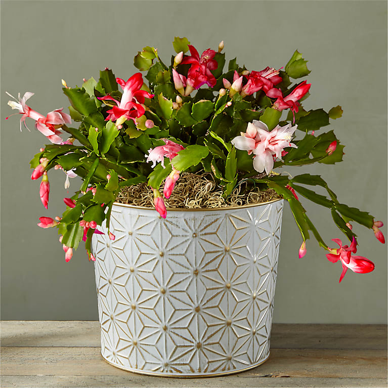 Red & White Christmas Cactus Flower Bouquet