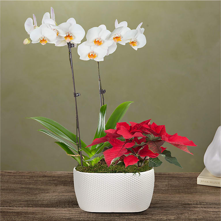 White Orchid & Red Poinsettia Garden