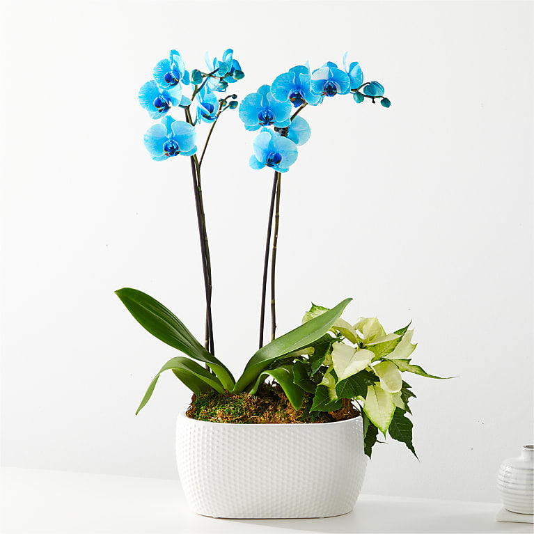 Blue Orchid & White Poinsettia Garden Flower Bouquet