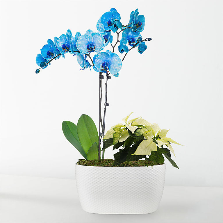 Blue Orchid & White Poinsettia Garden Flower Bouquet