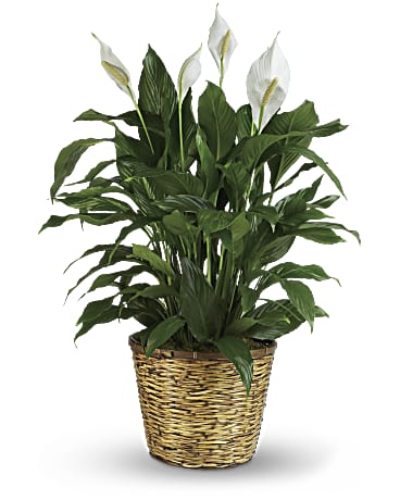 Simply Elegant Spathiphyllum - Large Flower Bouquet
