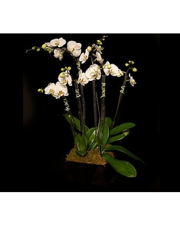 Five Orchid Planter