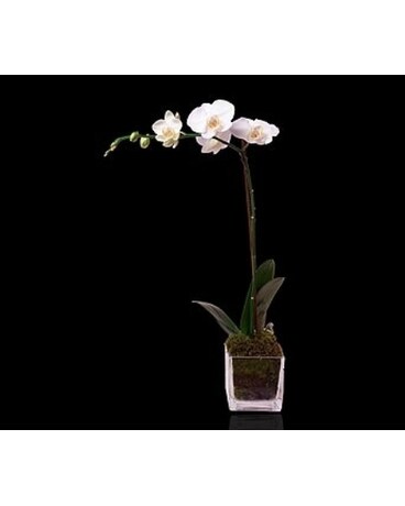 White Single Stem Orchid in Glass Flower Bouquet