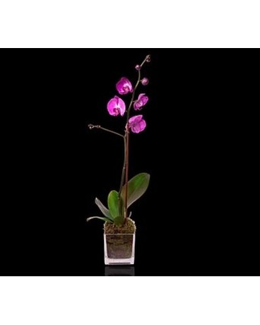 Pink Single Stem Orchid in Glass Flower Bouquet