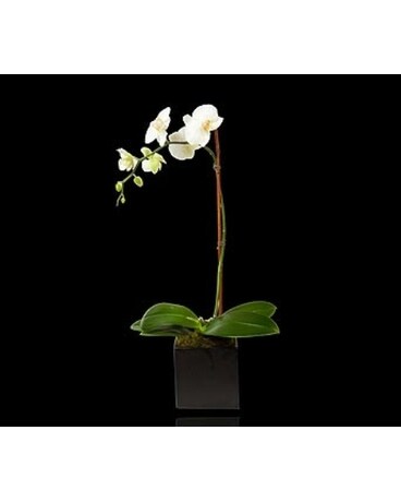 White Single Stem Orchid in Black Cube
