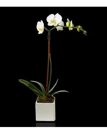 White Single Stem Orchid in White Cube Flower Bouquet