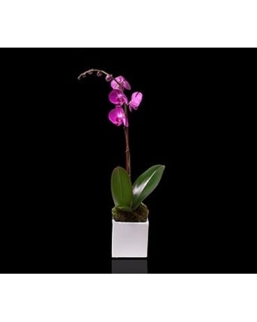Pink Single Stem Orchid in White Cube Flower Bouquet