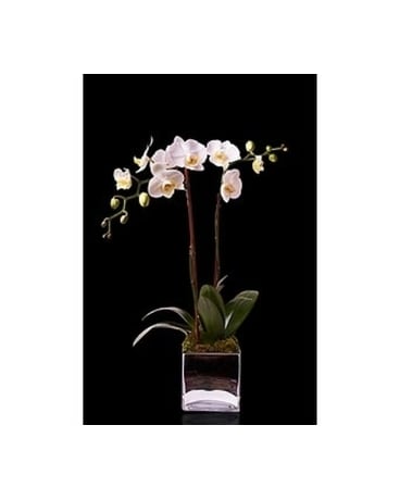 White Double Orchid in Glass