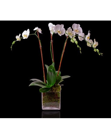 White Triple Orchid in Glass