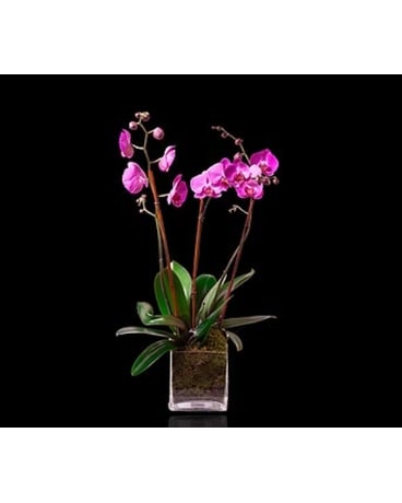 Pink Triple Orchid in Glass Flower Bouquet