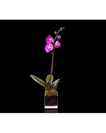 Pink Single Stem Orchid in Silver Flower Bouquet