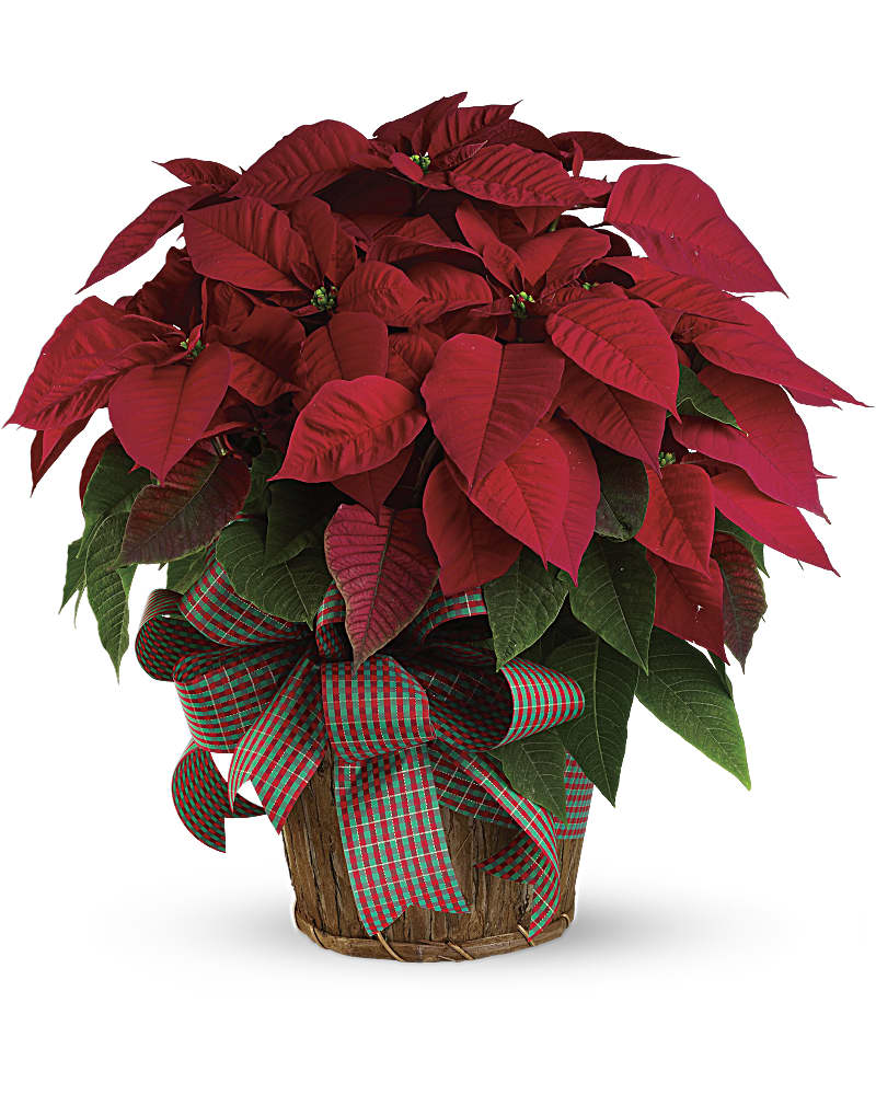 Large Red Poinsettia Flower Bouquet