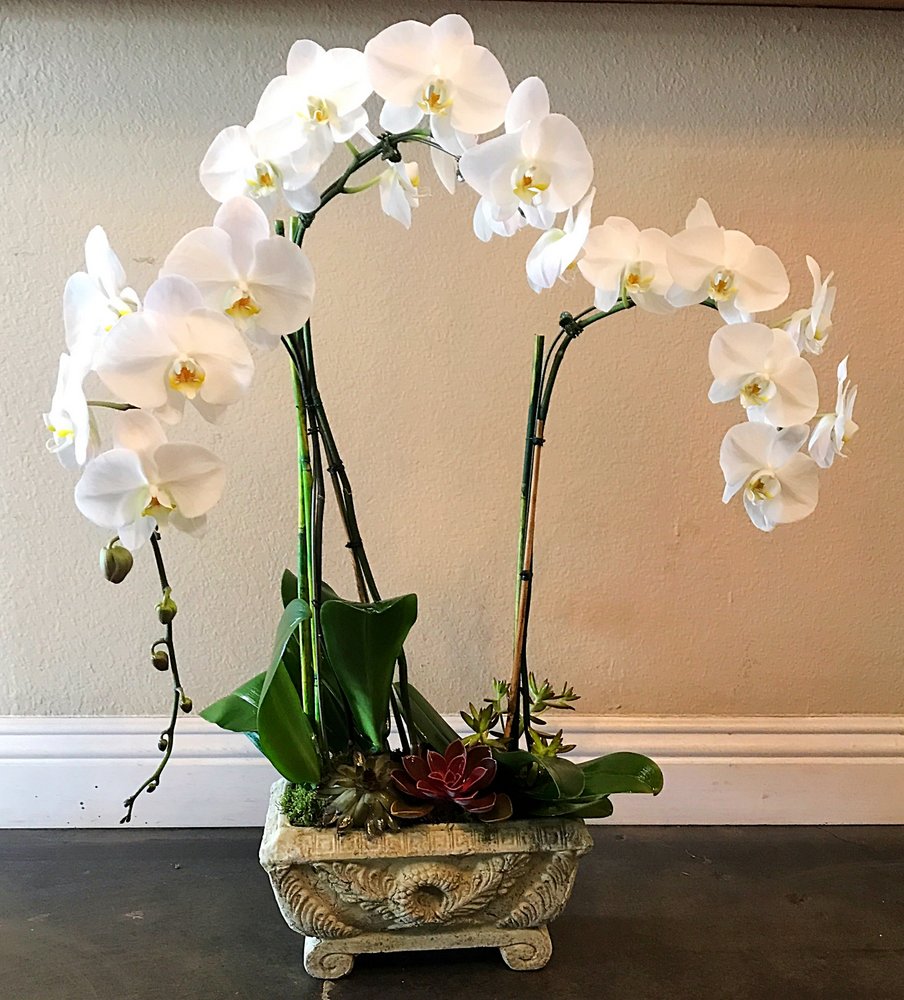 Dazzling Orchids