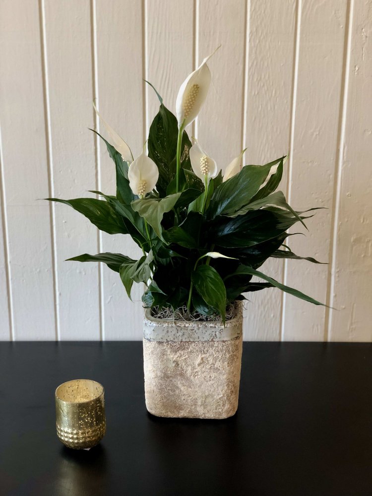 Peace Lily in Stone Pot